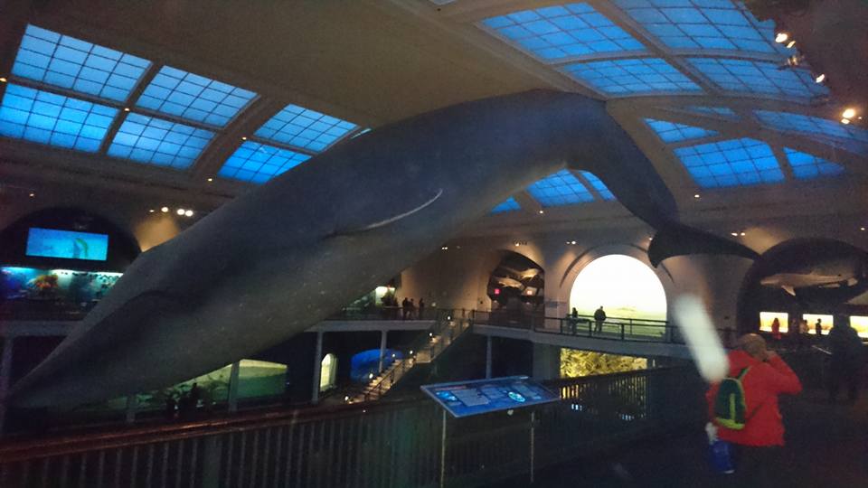 Baleine du museum